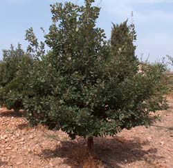 Quercus pubescens - Tuber Melanosporum